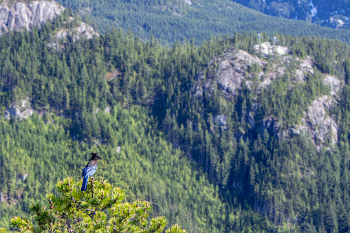 Blue jay sits on top of tree above forest, Pemberton, BC