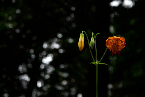 Wild Tiger lily blossoms near forest