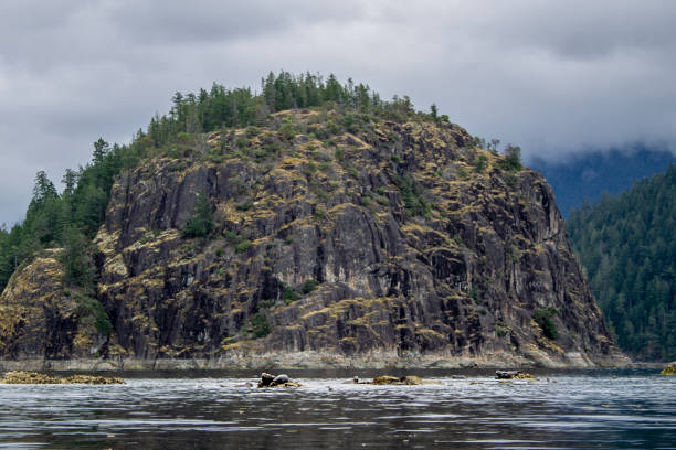 Wild beach with rugged coastline and sea lions, Pacific Northwest