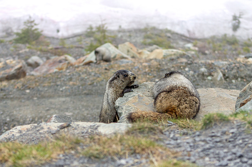 Pair of Alpine marmot pauses on rock in alpine, Whistler, BC