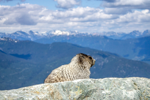 Alpine marmot pauses on rock above mountains, Whistler, BC