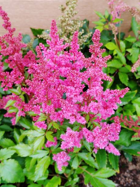 istock Astilbe chinensis var. pumila 2107012169