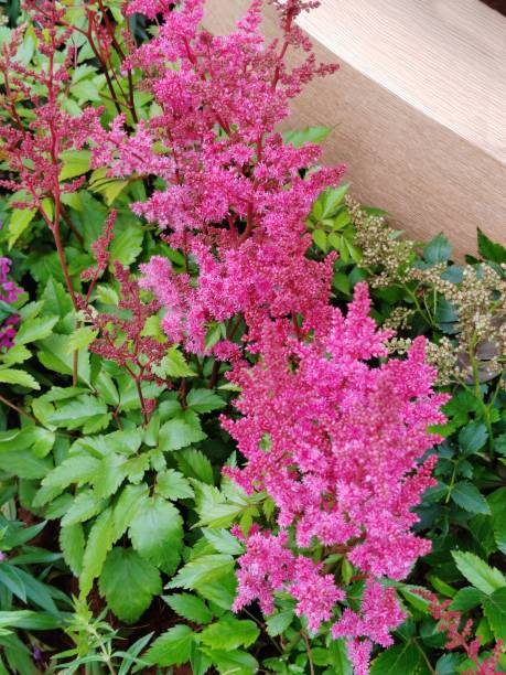 istock Astilbe chinensis var. pumila 2107012556