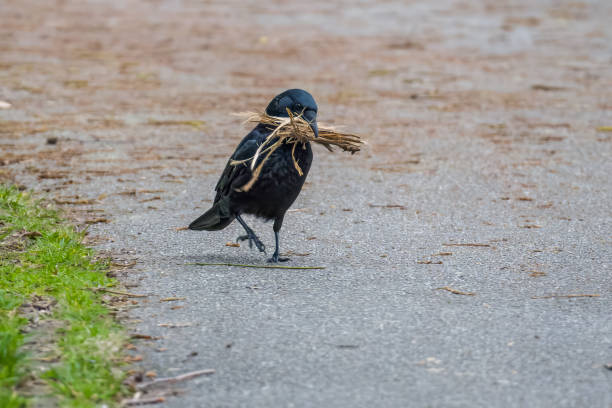 Carrion crow walking with beak full of twigs for nest Springtime, carrion crow walking with beak full of twigs for nest, footpath crows nest stock pictures, royalty-free photos & images