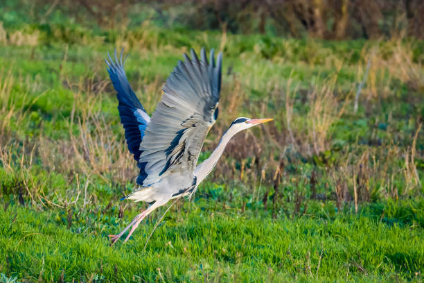 istock Heron takes off from the meadow 2107038025