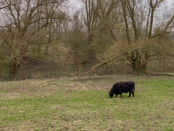 istock Black cow in the meadow with bare trees in the background. 2107063971
