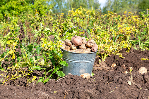 Fresh potatoes in a box in a field. Harvesting organic potatoes.