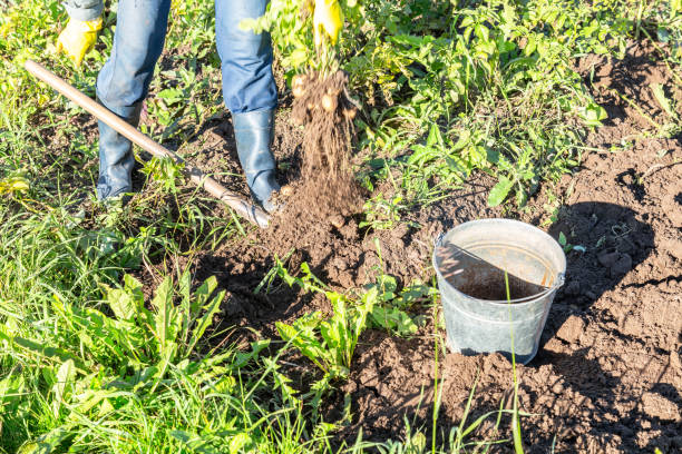 A farmer is digging up sweet potatoes from the ground using a shovel. The muddy field is scattered with freshly harvested potatoes and overgrown vines.