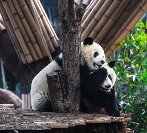 istock Pandas in Chengdu, China 2107081671