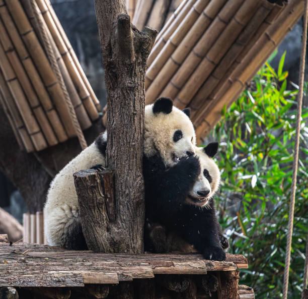 istock Pandas in Chengdu, China 2107081672