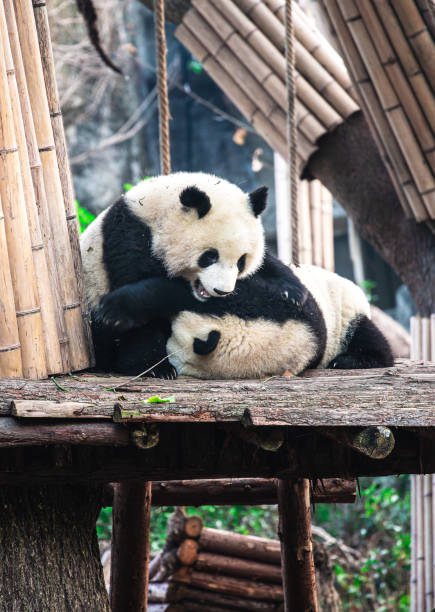 istock Pandas in Chengdu, China 2107083257
