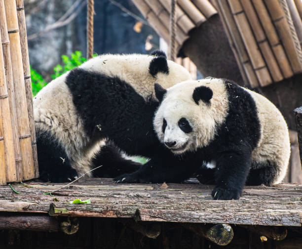 istock Pandas in Chengdu, China 2107083260
