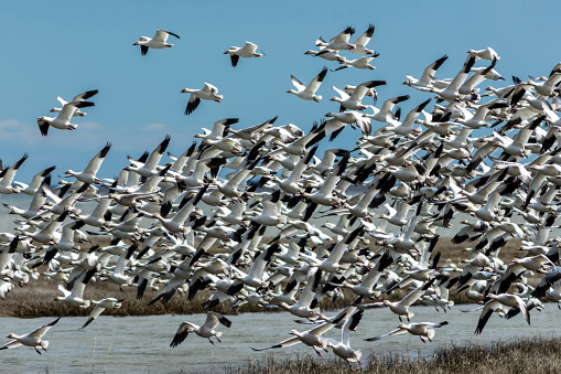 Snow white Snow geese large flock in flight at the Bosque del Apache National Wildlife Refuge near Socorro, New Mexico in southwestern USA. Larger cities nearby are Albuquerque, Santa Fe and El Paso.