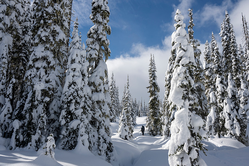 Backcountry skier climbing snow covered mountain through forest