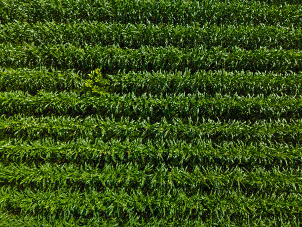 istock Corn field plantation - stock photo 2107140376