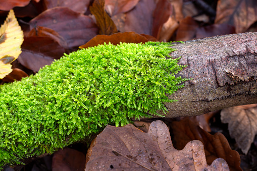 Tree trunk on autumn leaves overgrown with luminous shining green moss. Beautiful seasonal nature background.