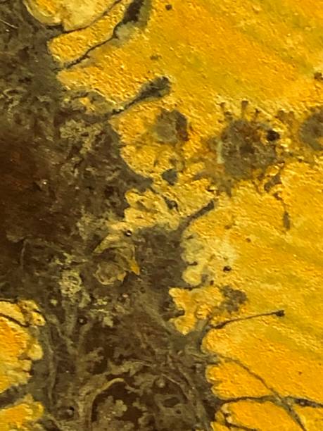 istock Abstract brown green splotches on yellow background 2107158589