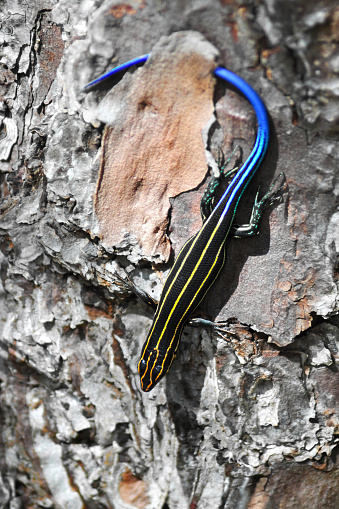 A close-up of a five-lined skink (Plestiodon Quadrilineatus) on tree bark