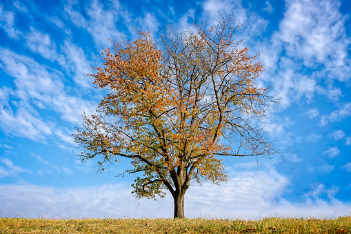 Leaves of solitary autumn tree glowing in golden afternoon sun. Beautiful nature background with blue sky and green grass