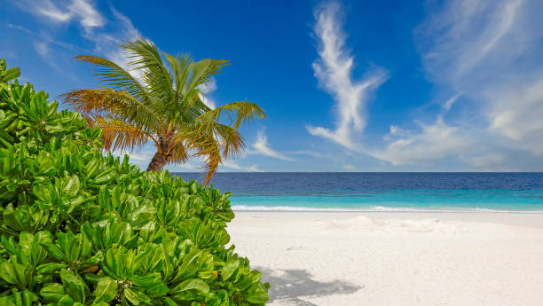 istock Palm tree and bush on beach shore of tropical island 2107160750
