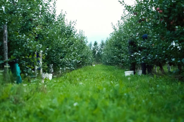 blonde orchard, picking apples by workers in buckets.