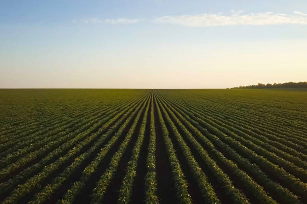 istock Soybean field Neat rows of soybeans at sunset. 2107171217