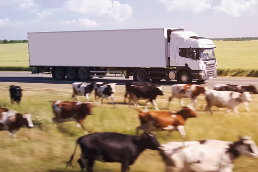 A truck drives along the highway past a herd of cows.