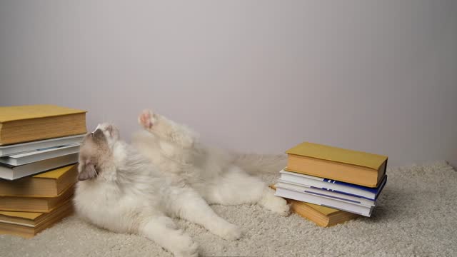 Cat with books on the carpet.