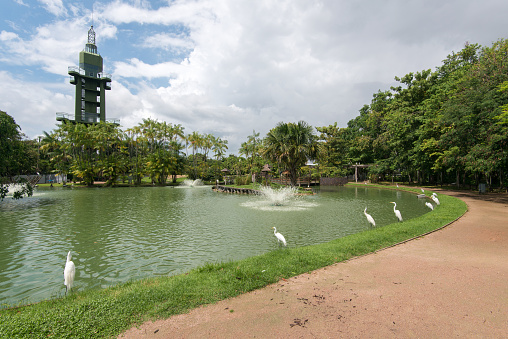 Pond in a Park With Fountain and Great Egrets Around, Observatory Tower in the Background, in Belem City, North of Brazil.