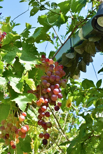 Small cluster of fresh red grapes hanging from an overhead grapevine on a sunny Mediterranean day.