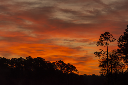 cloudy sunset in the golden hour with the silhouette of a tree in the foreground. Image that looks like African savannah