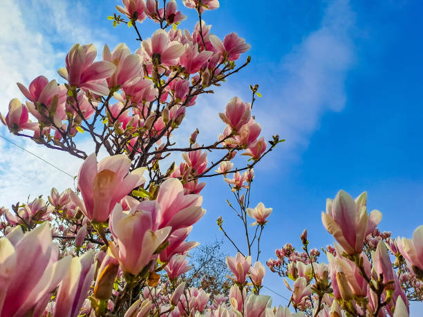 istock magnolia tree blossom in springtime. tender pink flowers bathing in sunlight. 2107241422