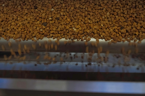 Buckwheat on the sieving conveyor. Industrial production of buckwheat groats