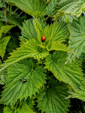 A charming red Seven-spot ladybird steals the scene on a lush green leaf, joined by a curious fly below.