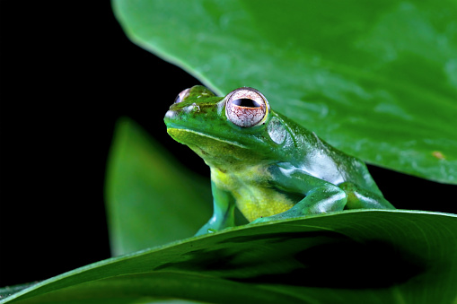 side view of green tree frog