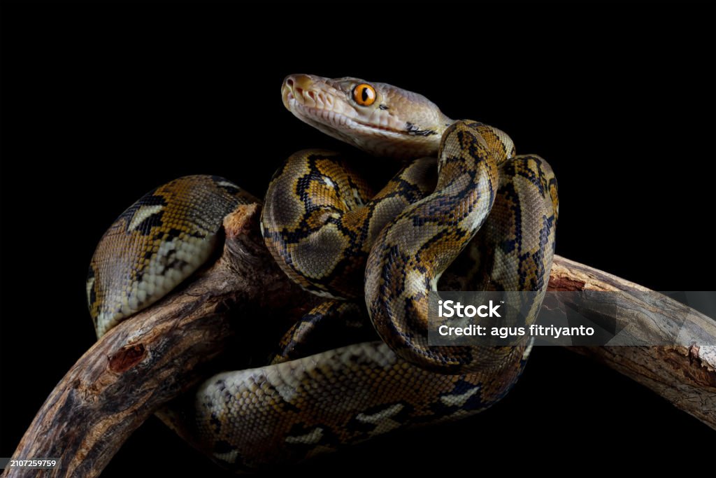 Python Reticulatus Photoss Python Reticulatus Isolated On Black Stock Photo - Download Image Now ...