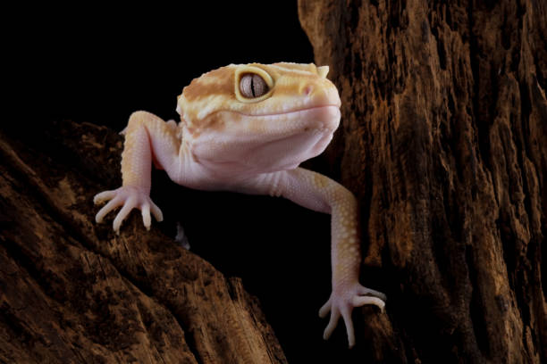 istock Fat-tailed geckos on wood 2107259763