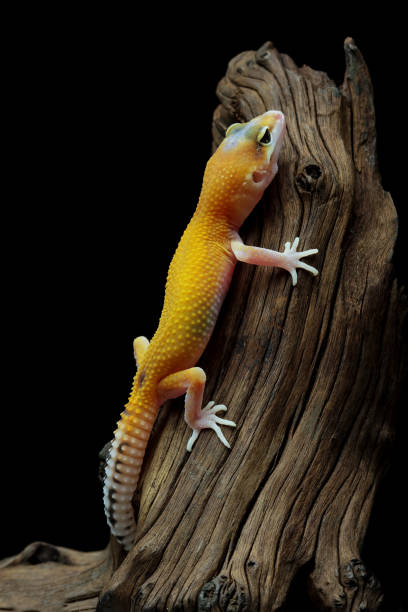 istock Fat-tailed geckos on wood 2107259767