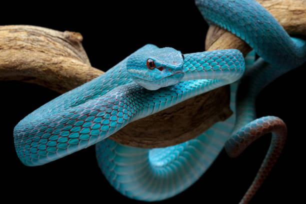istock blue viper snake closeup on branch, blue insularis,Trimeresurus Insularis 2107259769