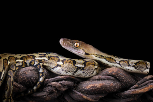 Green Balll Python 200+ Green Ball Python Stock Photos, Pictures & Royalty-Free Images ...