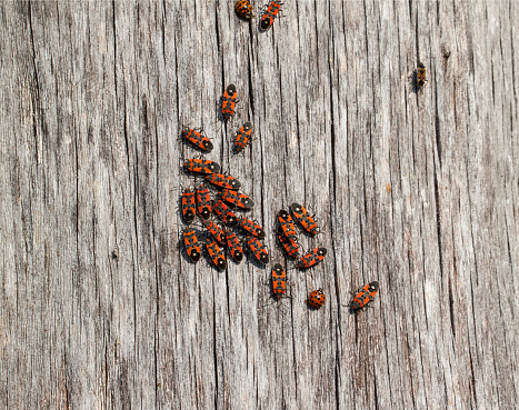 A colony of insects - red firebugs on tree trunk bark. Nature macro. Close-up.