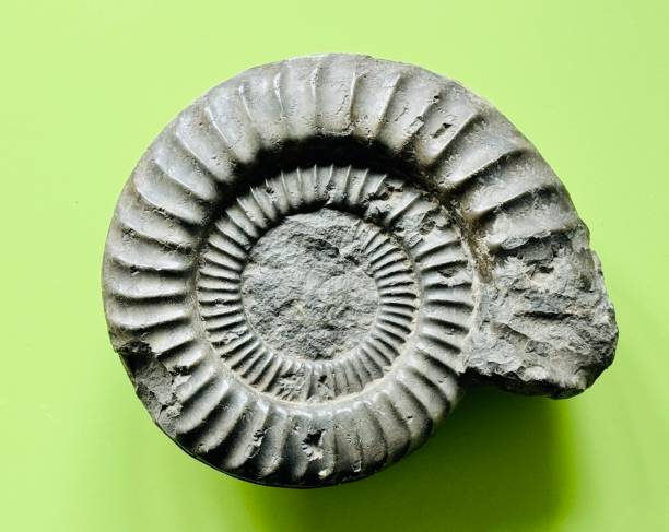 The fossil is ammonite, ancient mollusks. Geology and Mineralogy