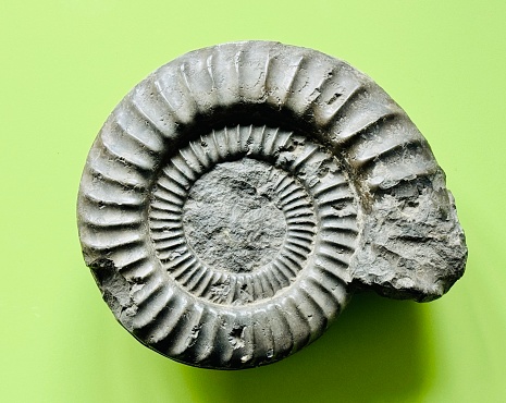 Ammonite from southern Germany, Balingen