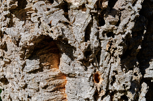 Bark of cork oak (Quercus suber) tree. Luogosanto. Province of Sassari. Sardinia. Italy.