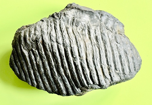 Plant fossil from the Carboniferous, Germany, Saarland