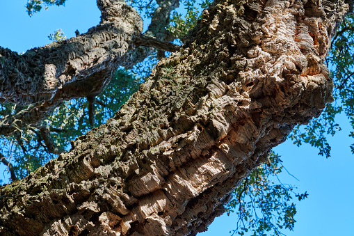 Bark of cork oak (Quercus suber) tree. Luogosanto. Province of Sassari. Sardinia. Italy.