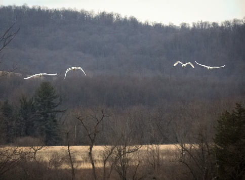 Middle Creek Wildlife Management area is  where the annual snow geese migration takes place in Lancaster and  Lebanon Counties , Pennsylvania. Typically one can see over 200,000 migrating geese during a season.