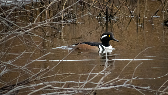 A Hooded Merganser is a type of fish eating duck which typically weighs about 1.2-1.5 pounds. They have a fan shaped crest that can collapse and a small thin bill.
