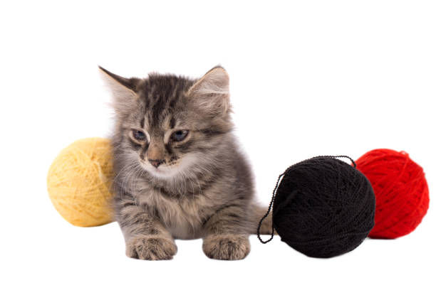 Funny brown kitten and balls of thread isolated on white
