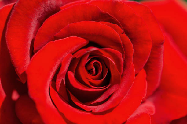 Close up of red rose as a background